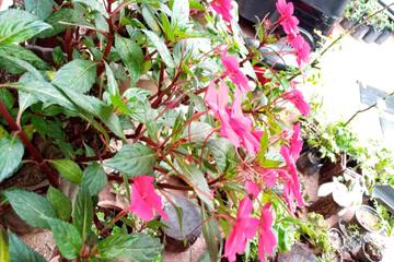 Photo 21