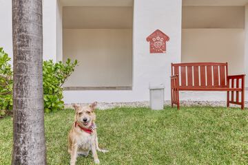 Pet-friendly