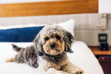 Pet Friendly 87 of 90