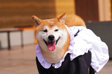 Pet-friendly