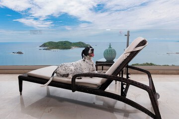 Pet-friendly