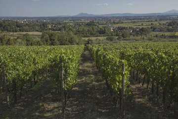 Vineyard view