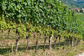 Winery