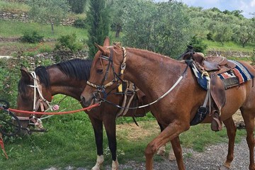 Horseback riding