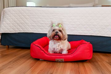 Pet-friendly