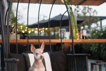 Pet-friendly