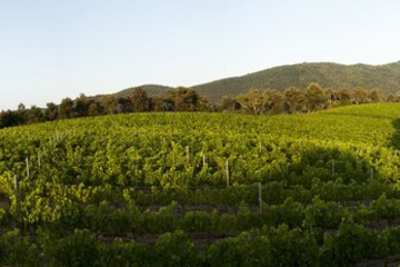 Vineyard