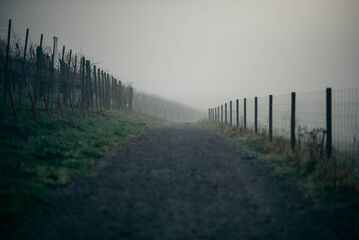 Vineyard