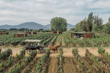 Vineyard view