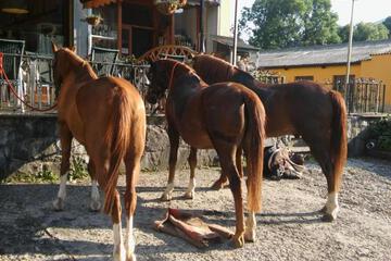 Photo 54