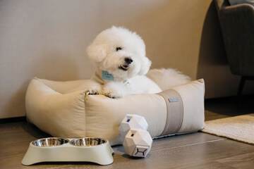Pet-friendly
