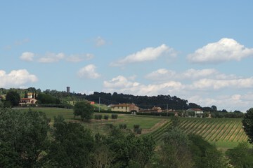 Vineyard
