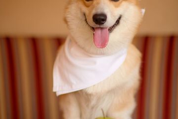Pet-friendly