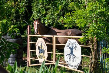 Horseback riding
