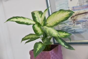 Photo 31