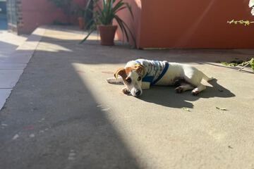 Pet-friendly
