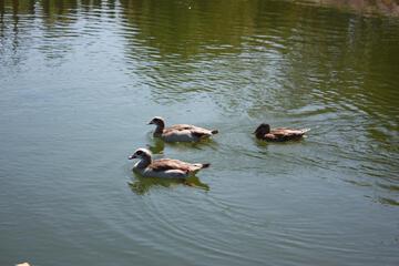 Photo 62
