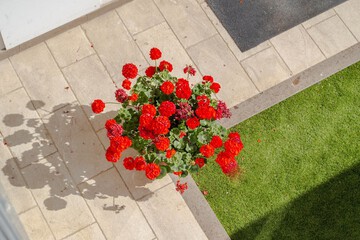Garden view