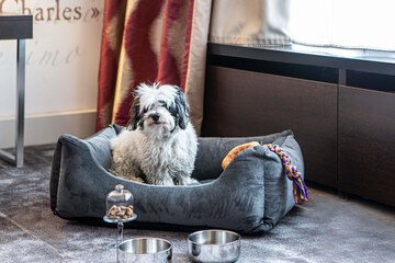 Pet-friendly amenities