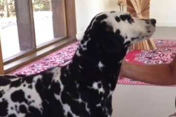 Pet-friendly