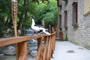 Photo 43