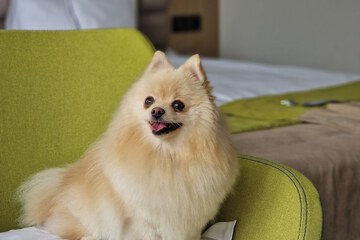 Pet-friendly