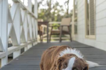 Pet-friendly