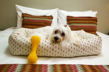 Pet-friendly amenities
