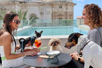 Pet-friendly