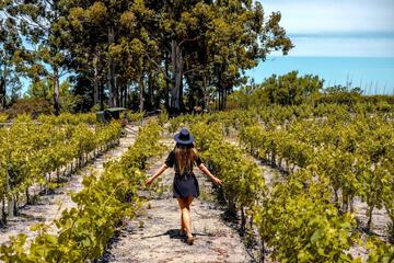 Vineyard