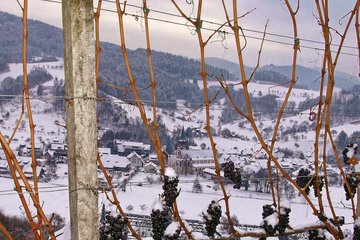 Vineyard
