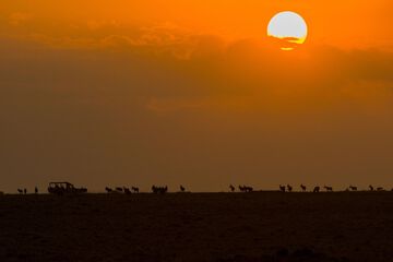 Safari