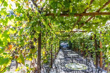 Vineyard