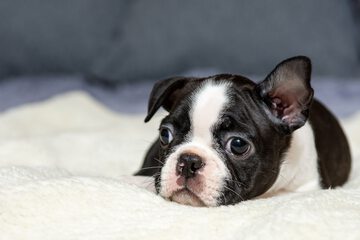 Pet-friendly