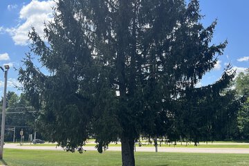 BBQ/picnic area