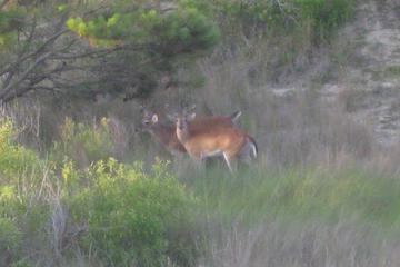 Photo 57