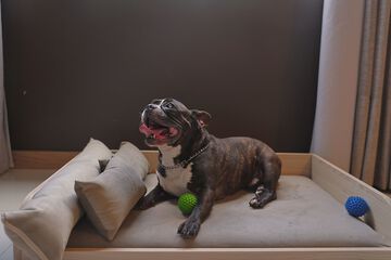 Pet-friendly