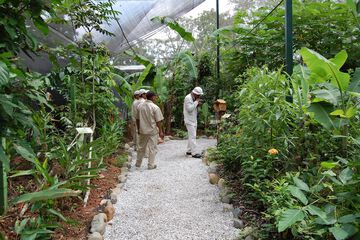 Safari
