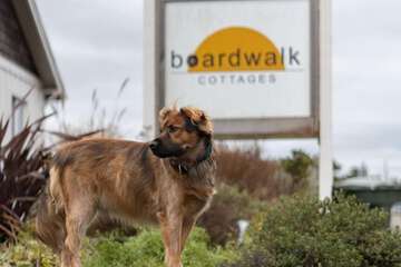 Pet-friendly amenities