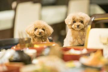 Pet-friendly amenities