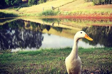 Photo 50