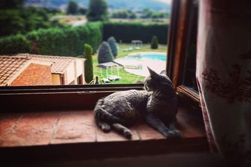 Pet-friendly