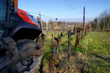 Winery