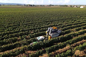 Vineyard