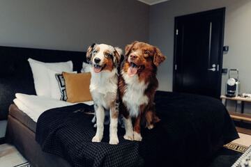 Pet-friendly