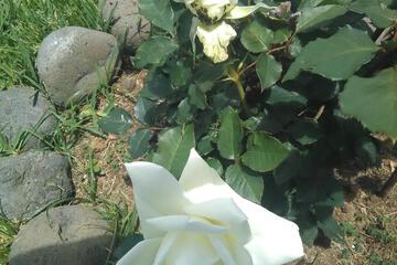 Photo 31