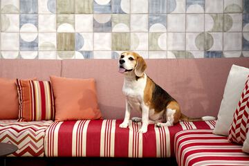 Pet-friendly