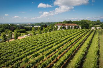 Vineyard