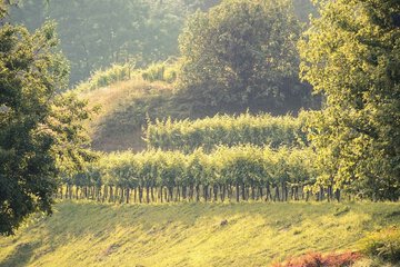 Vineyard