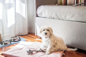 Pet-friendly amenities
